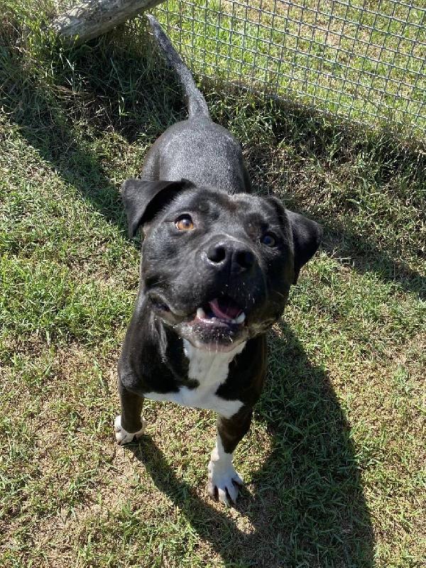 Tyson 2, meraviglioso Pitt Foto 3